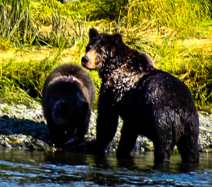 Admiralty Bears mom and cub